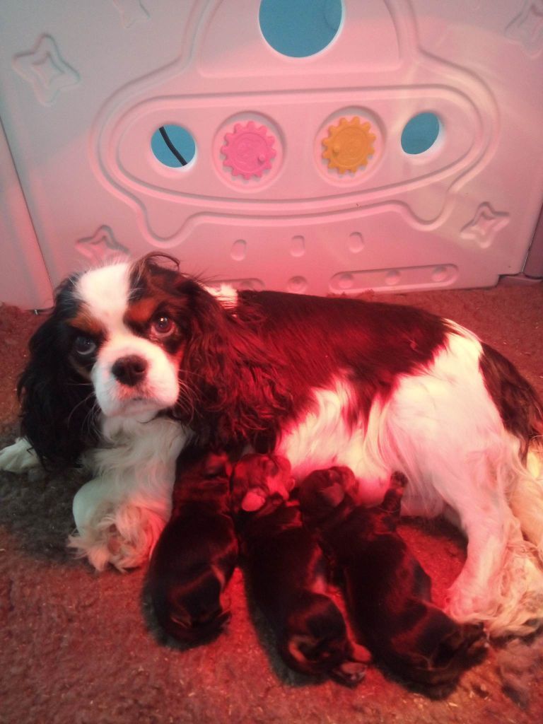 De La Source Du Riet Veld - Chiot disponible  - Cavalier King Charles Spaniel