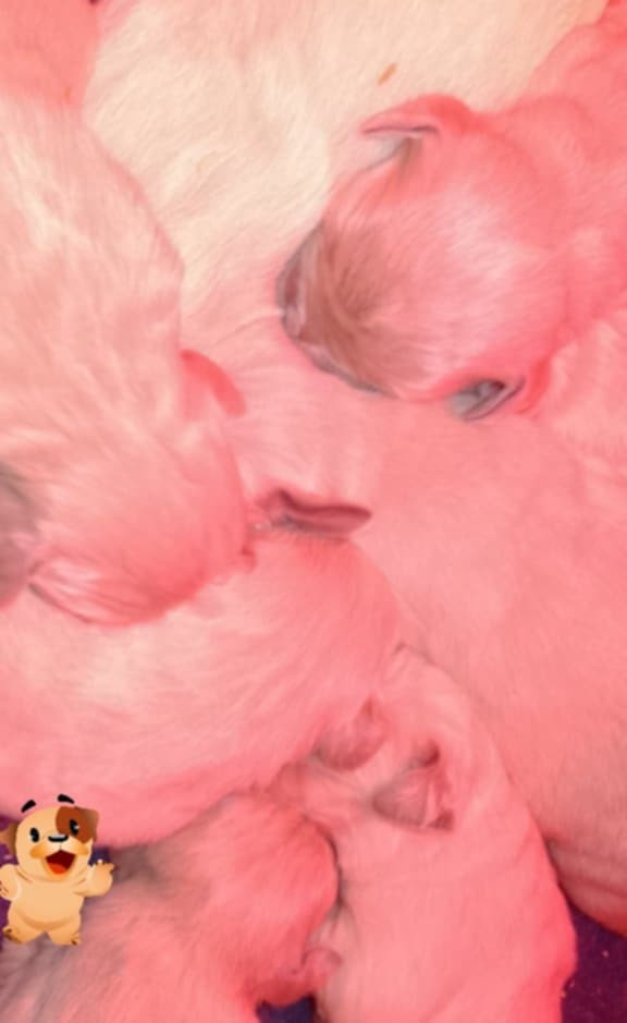 De La Source Du Riet Veld - Chiots disponibles - Golden Retriever