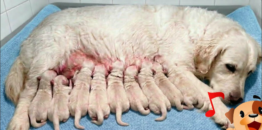 Chiot Golden Retriever De La Source Du Riet Veld