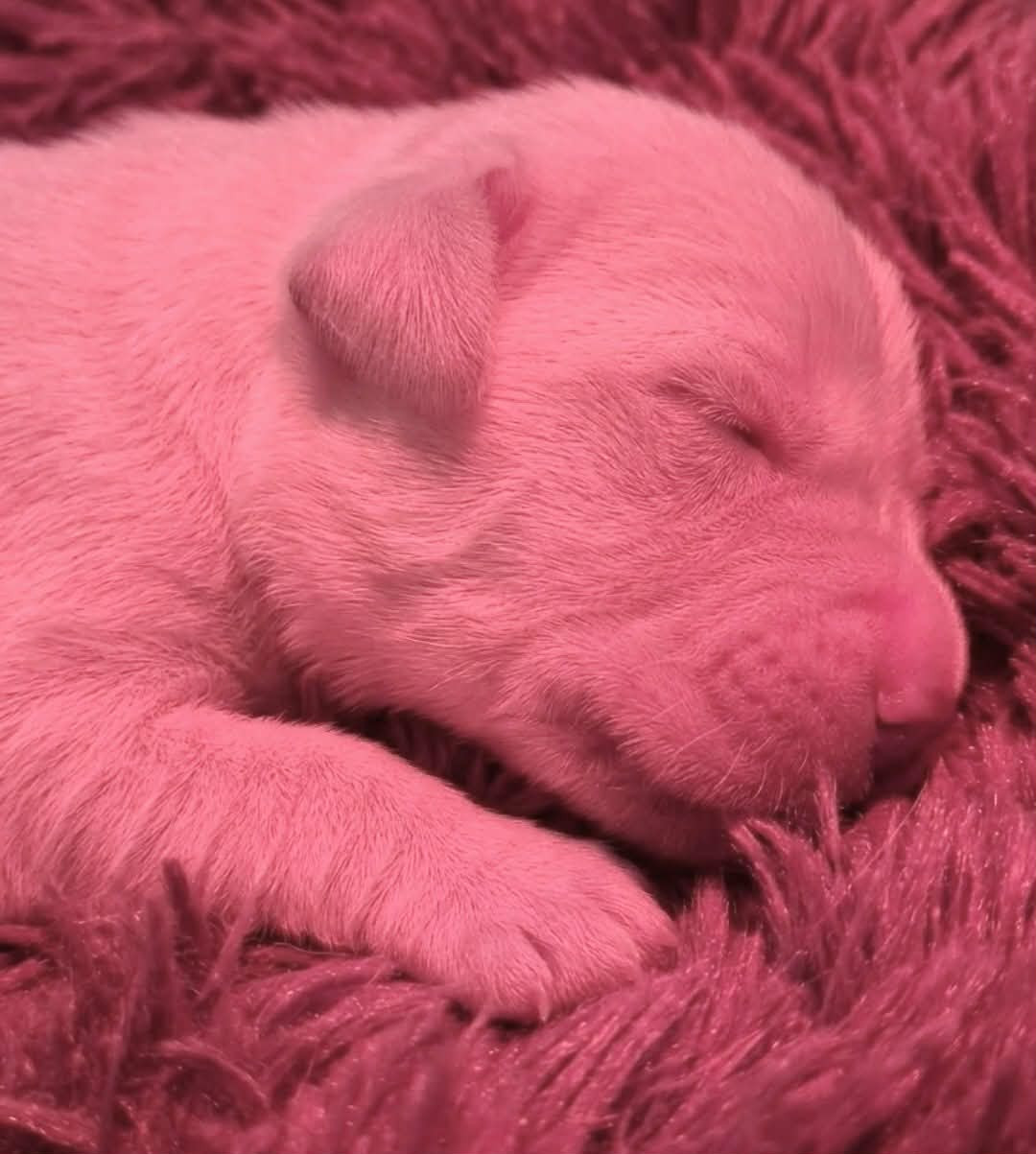 De La Source Du Riet Veld - Chiots disponibles - Golden Retriever